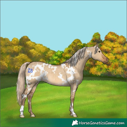 Horse Color:White Spotted Chocolate Palomino Dun 