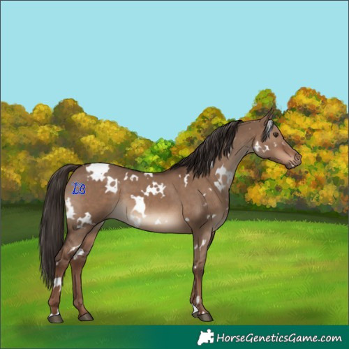 Horse Color:White Spotted Liver Red Dun 