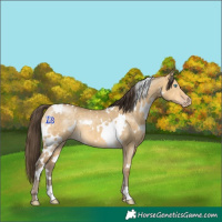 Horse Color:White Spotted Sable Cream Champagne Dun Rabicano