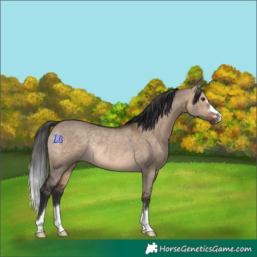 Horse Color:Brown Dun Rabicano 