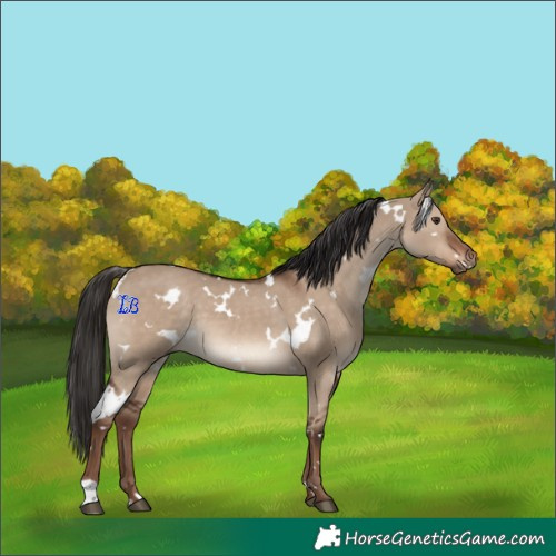 Horse Color:White Spotted Liver Red Dun