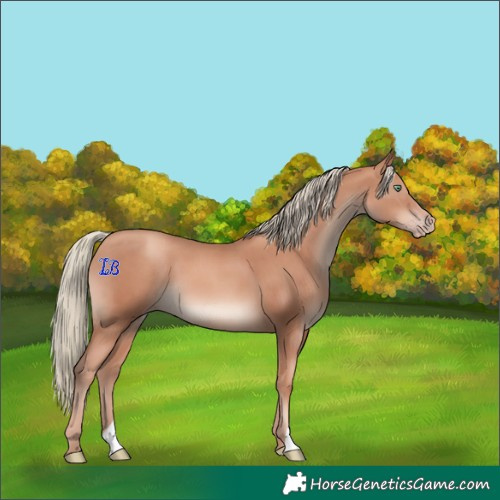 Horse Color:Gold Champagne Mushroom 