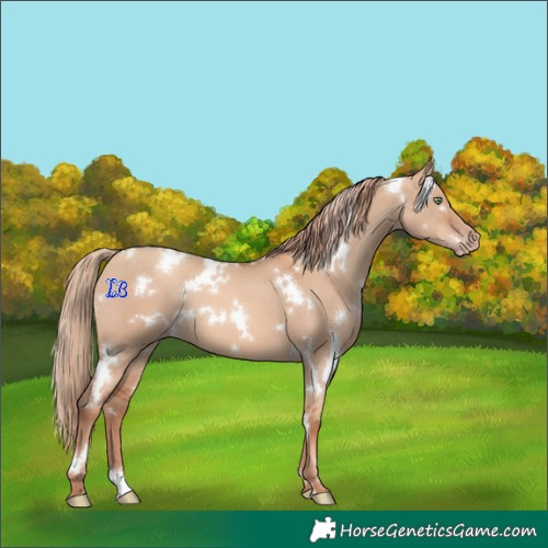 Horse Color:White Spotted Gold Champagne Dun 