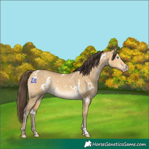 Horse Color:White Spotted Sable Cream Champagne Dun Rabicano