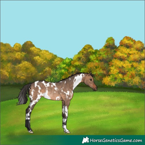 Horse Color:White Spotted Brown Dun Rabicano 