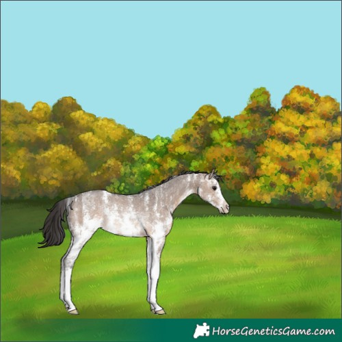 Horse Color:Brown Dun Sabino Rabicano