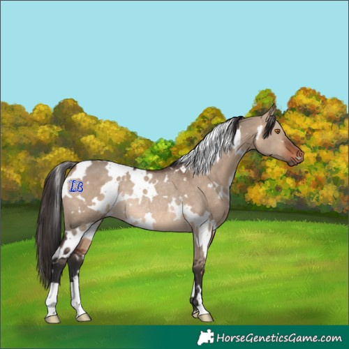 Horse Color:White Spotted Brown Dun Rabicano