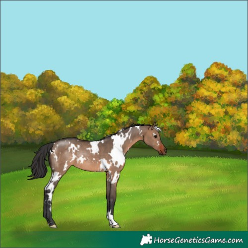 Horse Color:White Spotted Brown Dun Rabicano 