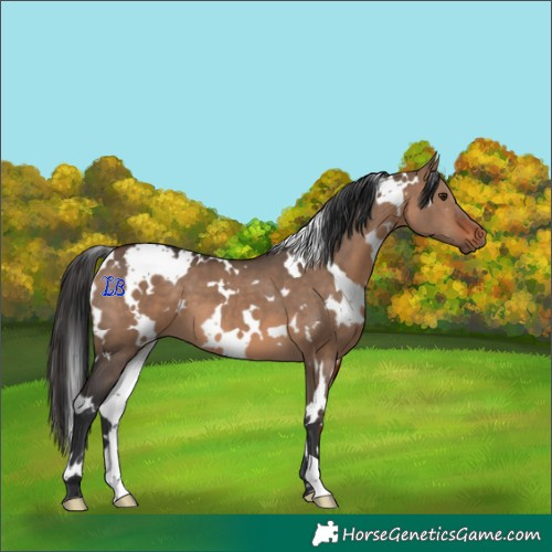 Horse Color:White Spotted Brown Dun 