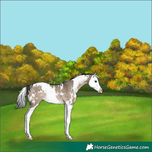 Horse Color:White Spotted Brown Dun Splash Rabicano 