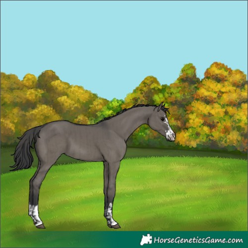 Horse Color:Grullo  and Grullo 