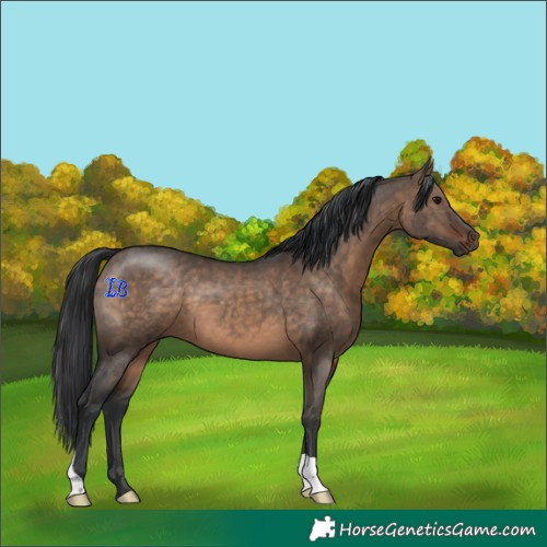 Horse Color:Brown Dun