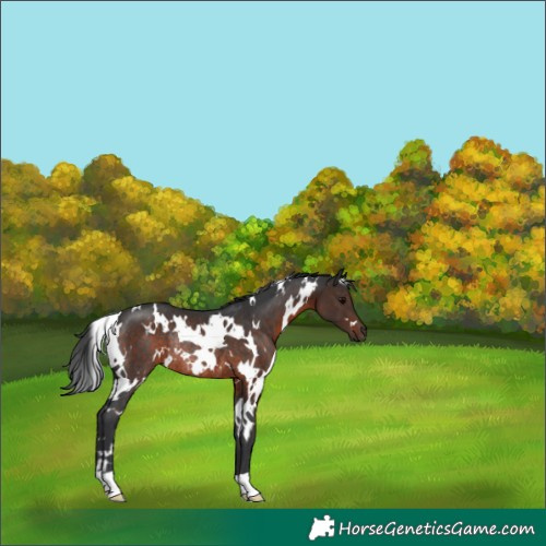 Horse Color:White Spotted Brown Rabicano 