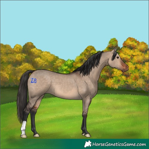 Horse Color:Bay Dun