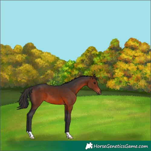 Horse Color:Brown 