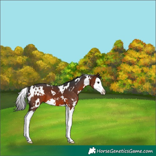 Horse Color:White Spotted Bay Splash 