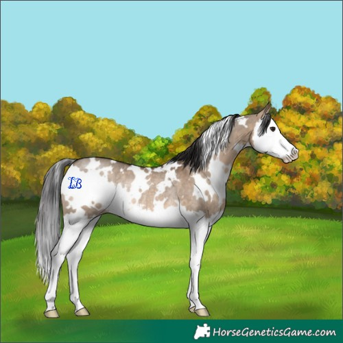 Horse Color:White Spotted Brown Dun Splash Rabicano 