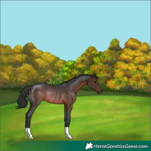 Horse Color:Brown Rabicano 