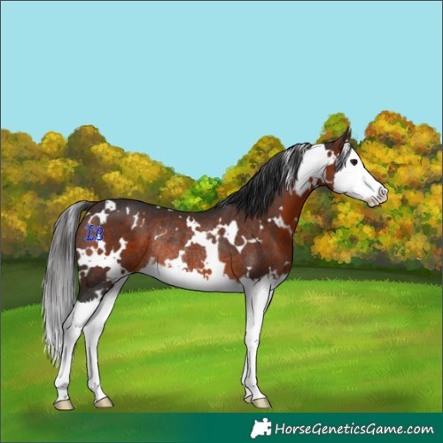 Horse Color:White Spotted Brown Splash Rabicano