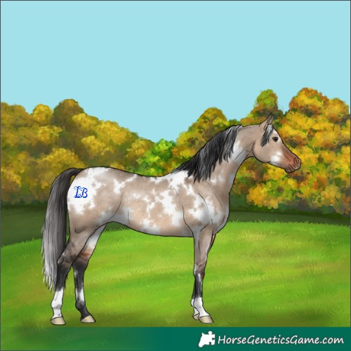 Horse Color:White Spotted Bay Dun Rabicano 