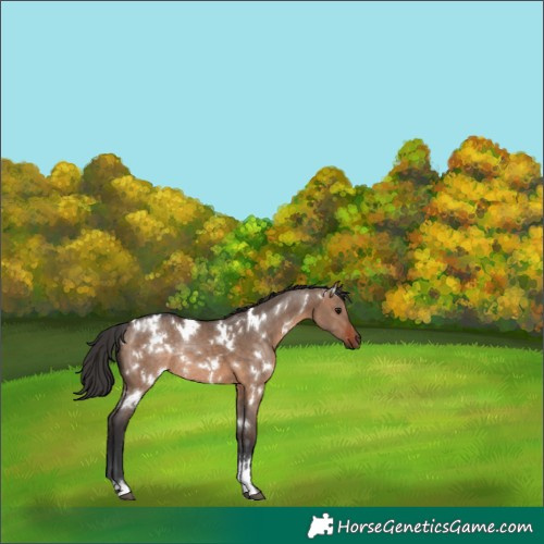 Horse Color:White Spotted Bay Dun Rabicano 