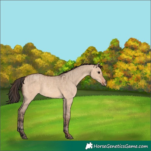Horse Color:Bay Dun  and Amber Champagne Dun 