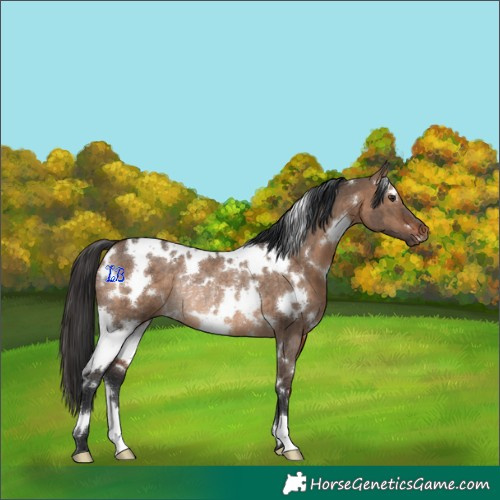 Horse Color:White Spotted Bay Dun Rabicano 