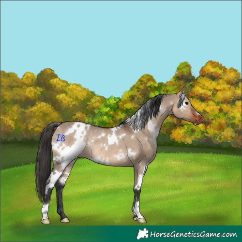 Horse Color:White Spotted Bay Dun Rabicano 