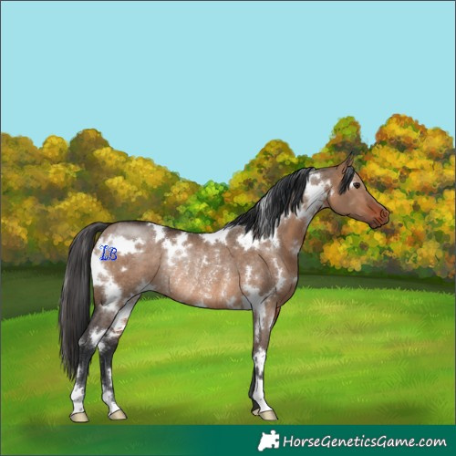Horse Color:White Spotted Bay Dun Rabicano