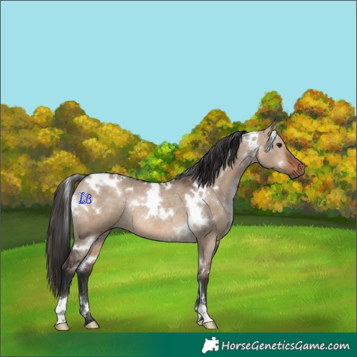 Horse Color:White Spotted Bay Dun Rabicano