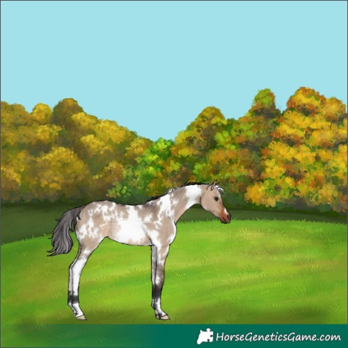 Horse Color:White Spotted Bay Dun Rabicano