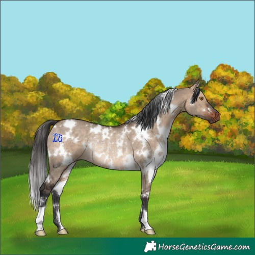 Horse Color:White Spotted Bay Dun Rabicano 