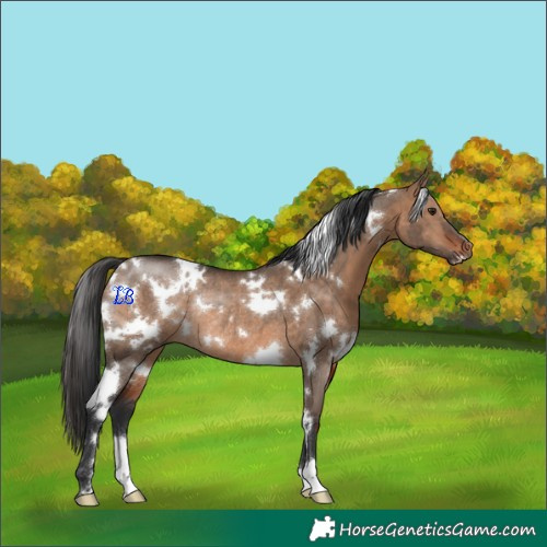 Horse Color:White Spotted Bay Dun Rabicano