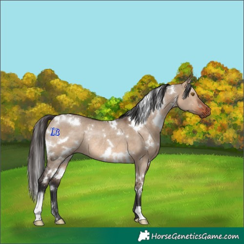 Horse Color:White Spotted Bay Dun Rabicano