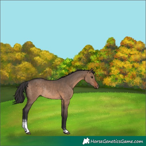 Horse Color:Brown Dun Sabino Rabicano 