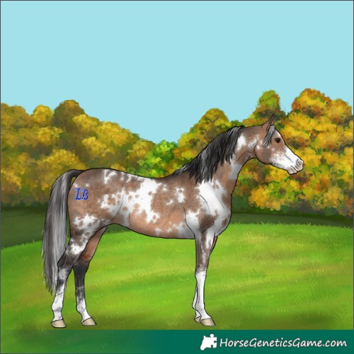 Horse Color:White Spotted Bay Dun Sabino Rabicano 