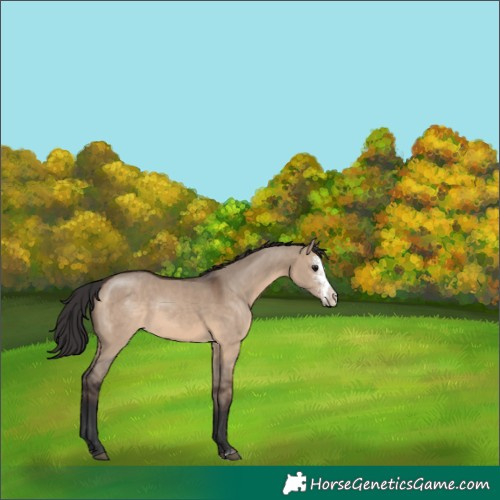 Horse Color:Brown Dun Sabino 