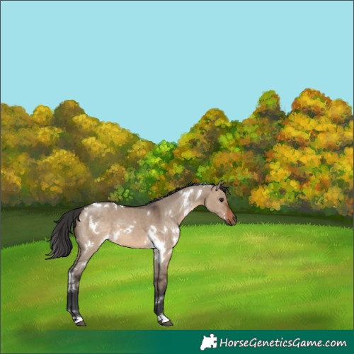 Horse Color:White Spotted Brown Dun 