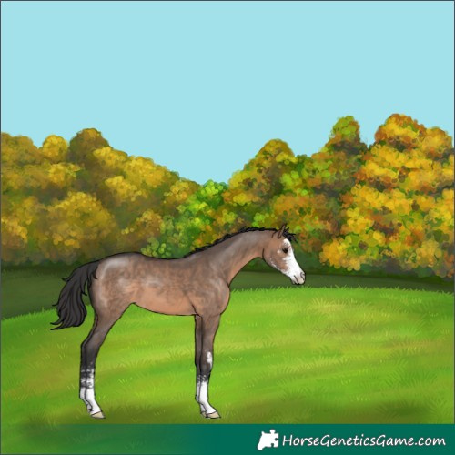 Horse Color:Brown Dun Sabino