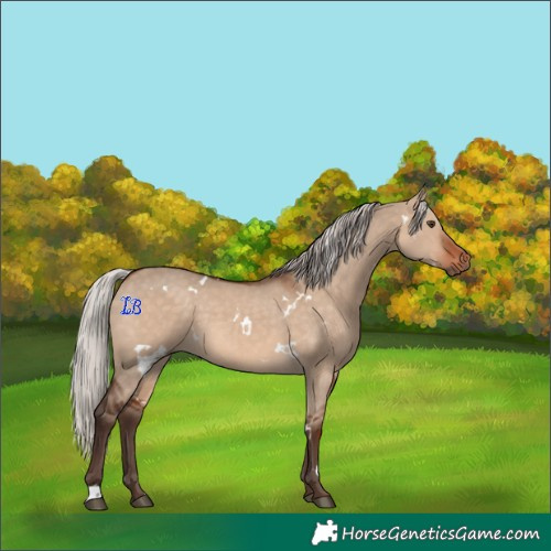 Horse Color:White Spotted Silver Brown Dun