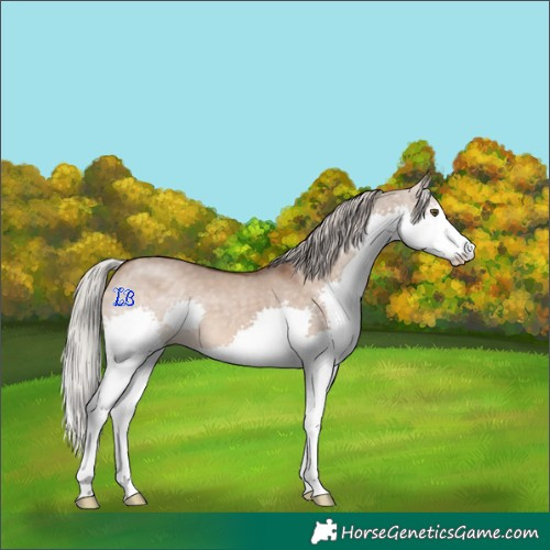Horse Color:Silver Brown Dun Splash 