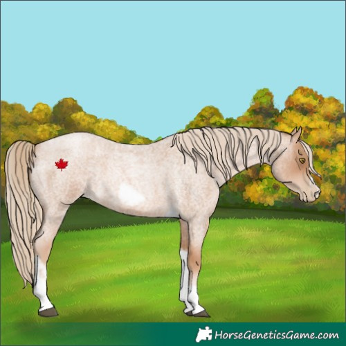 Horse Color:Red Roan Pearl Tobiano Frame 