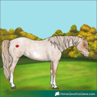 Horse Color:Red Roan Pearl Tobiano Frame