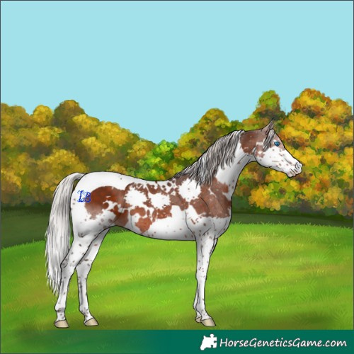 Horse Color:White Spotted Silver Brown Splash Tobiano