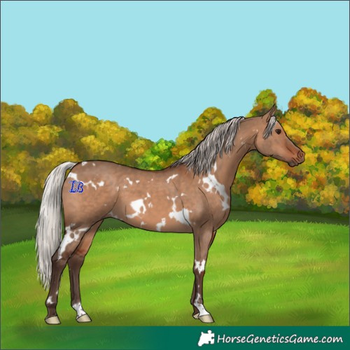 Horse Color:White Spotted Silver Brown Dun