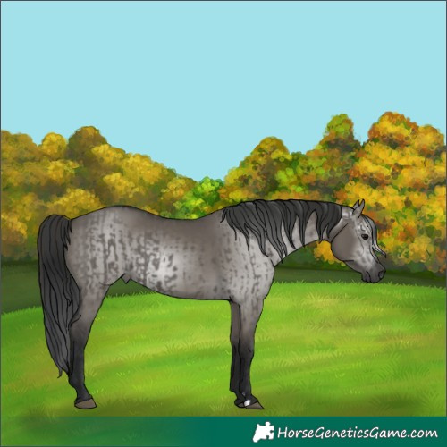 Horse Color:Grullo  and Gray Grullo 