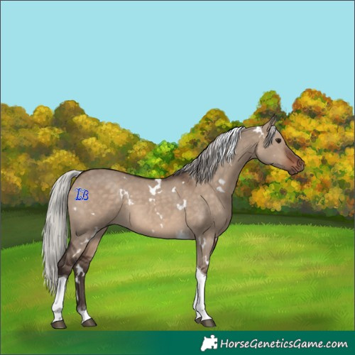 Horse Color:White Spotted Silver Brown Dun Tobiano