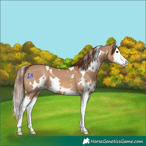 Horse Color:White Spotted Red Dun Splash 