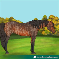 Horse Color:Bay Dun and Bay
