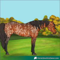 Horse Color:Bay Dun  and Bay 